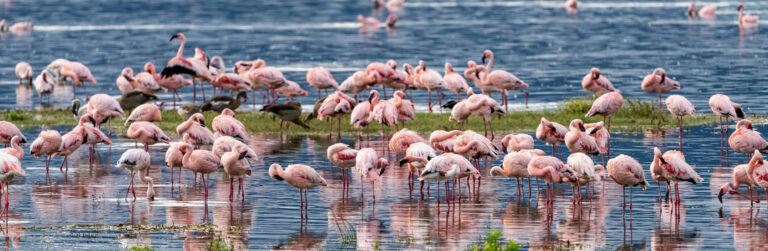 1 Day Lake Nakuru National Park