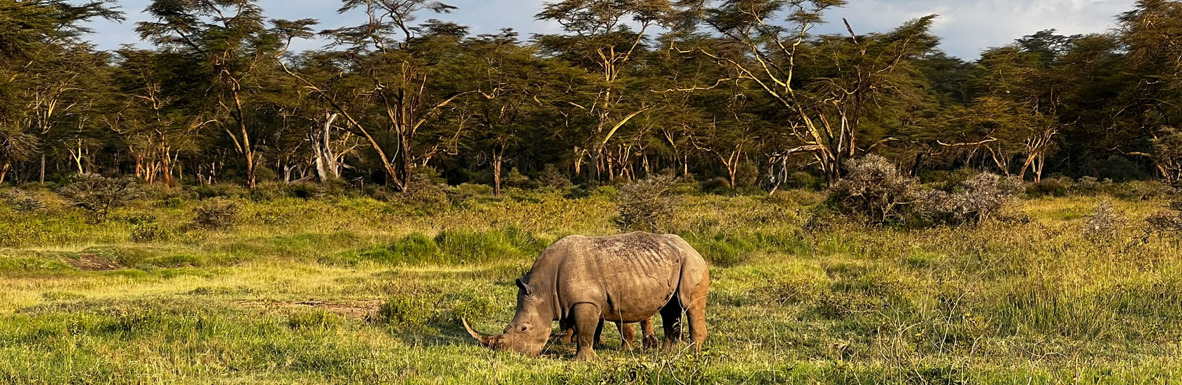 Read more about the article 7 days 6 Nights  Amboseli  Lake Naivasha   Lake Nakuru   Maasai Mara