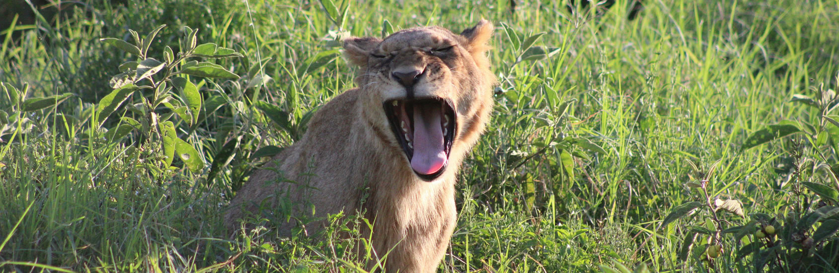 Read more about the article “Echoes of the Wild: A 10-Day Safari Across Kenya’s Legendary Landscapes