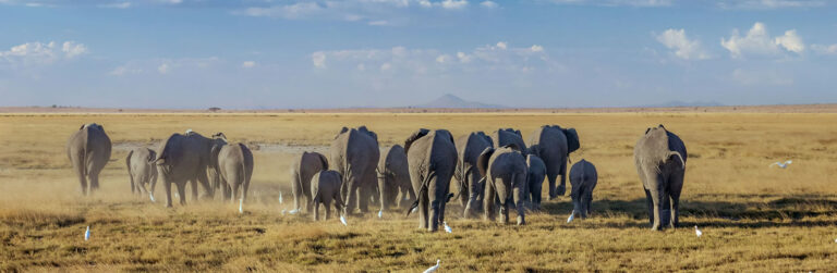 2 Days Amboseli National Park