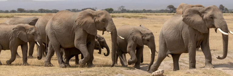 2 Days Amboseli National Park3