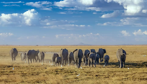 5 Days- Ambosel-Tsavo-West-Tsavo-East-National-Park-Mombasa