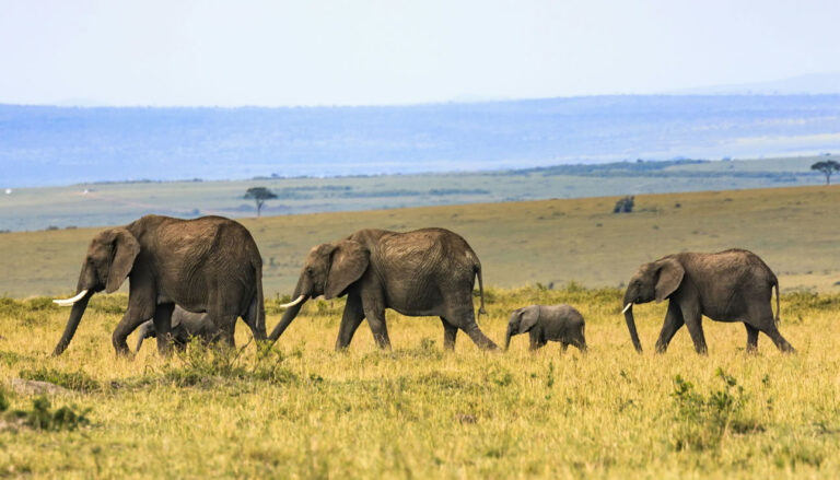 Amboseli National Park