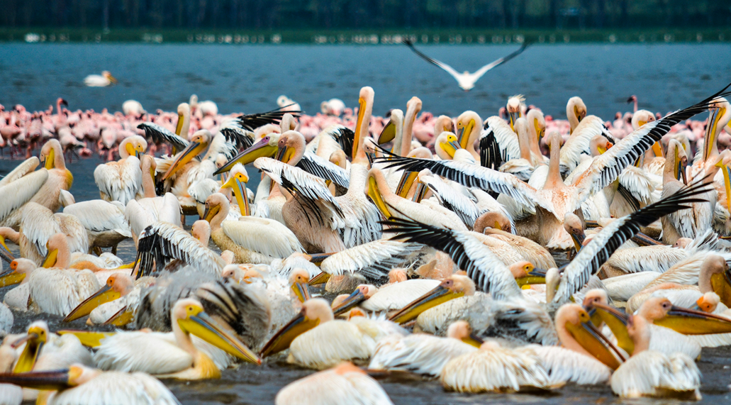Read more about the article 1 Day Lake Nakuru Safari