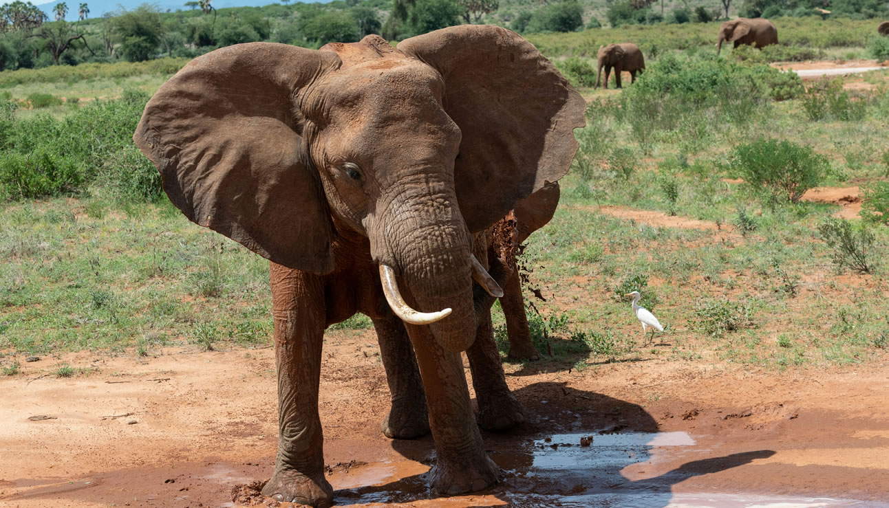 Read more about the article Tsavo National Park