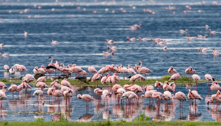 lake nakuru national park