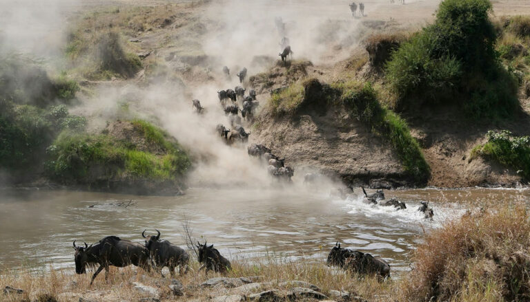 maasai mara