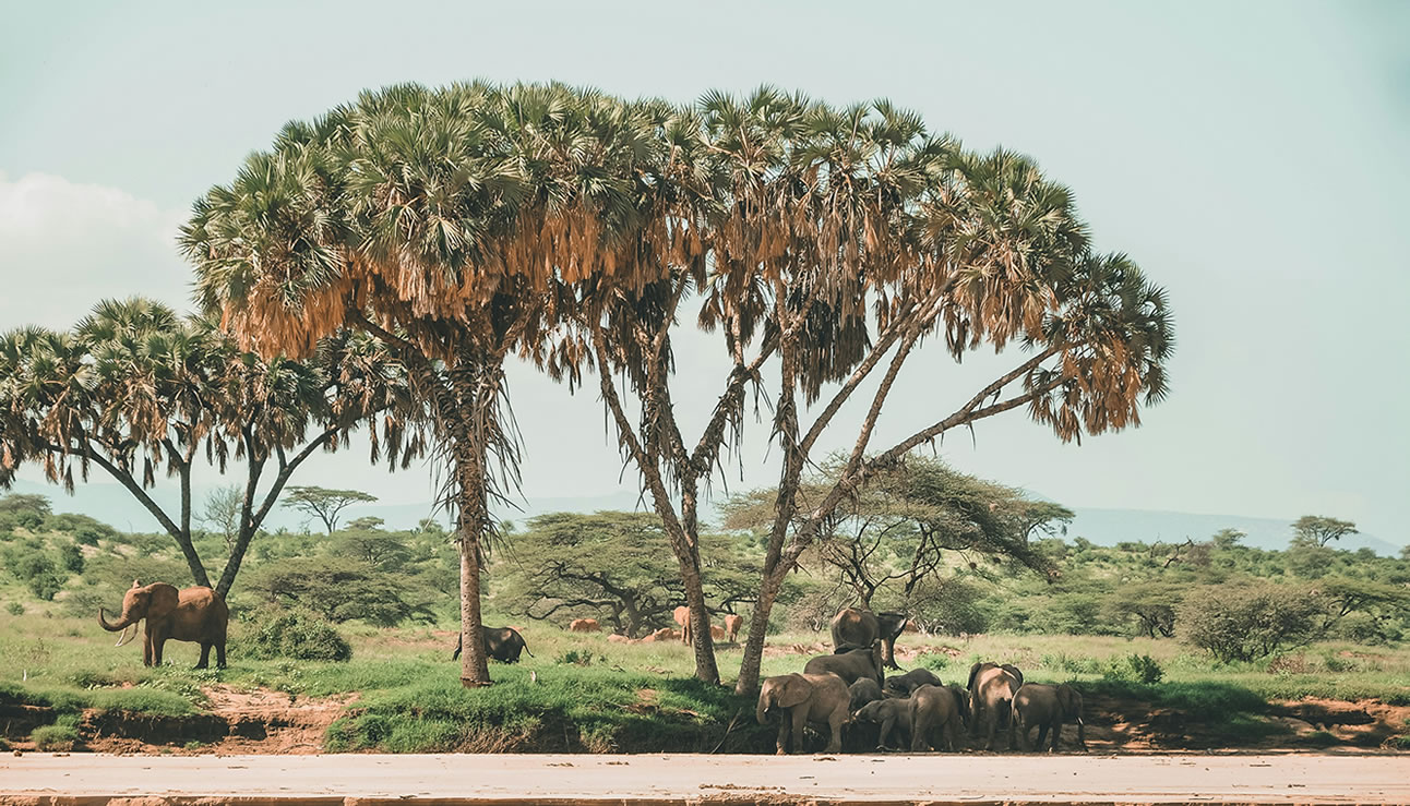 Read more about the article Samburu National Park