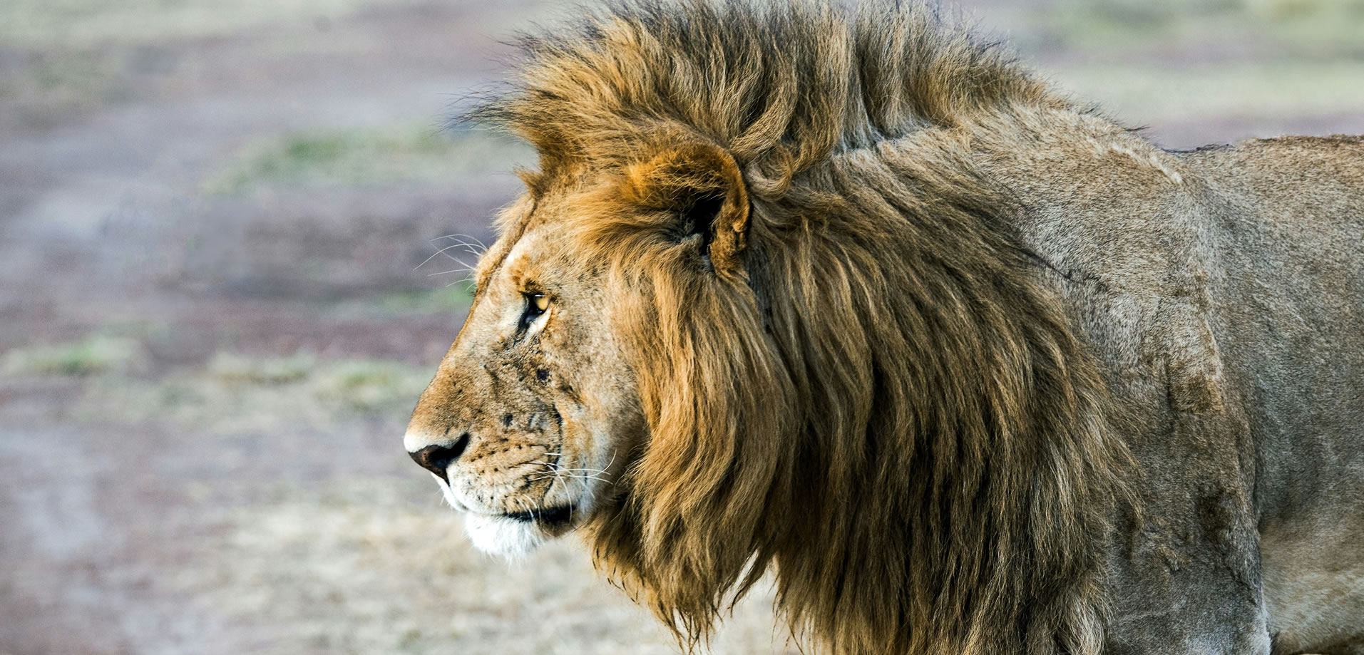 Read more about the article 3 Days Tsavo East and Amboseli National Park