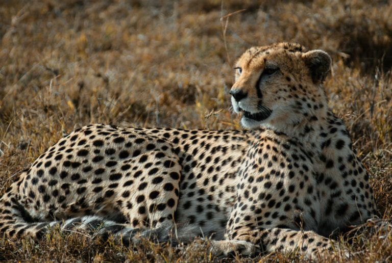 14-Day Kenya & Tanzania Grand Safari