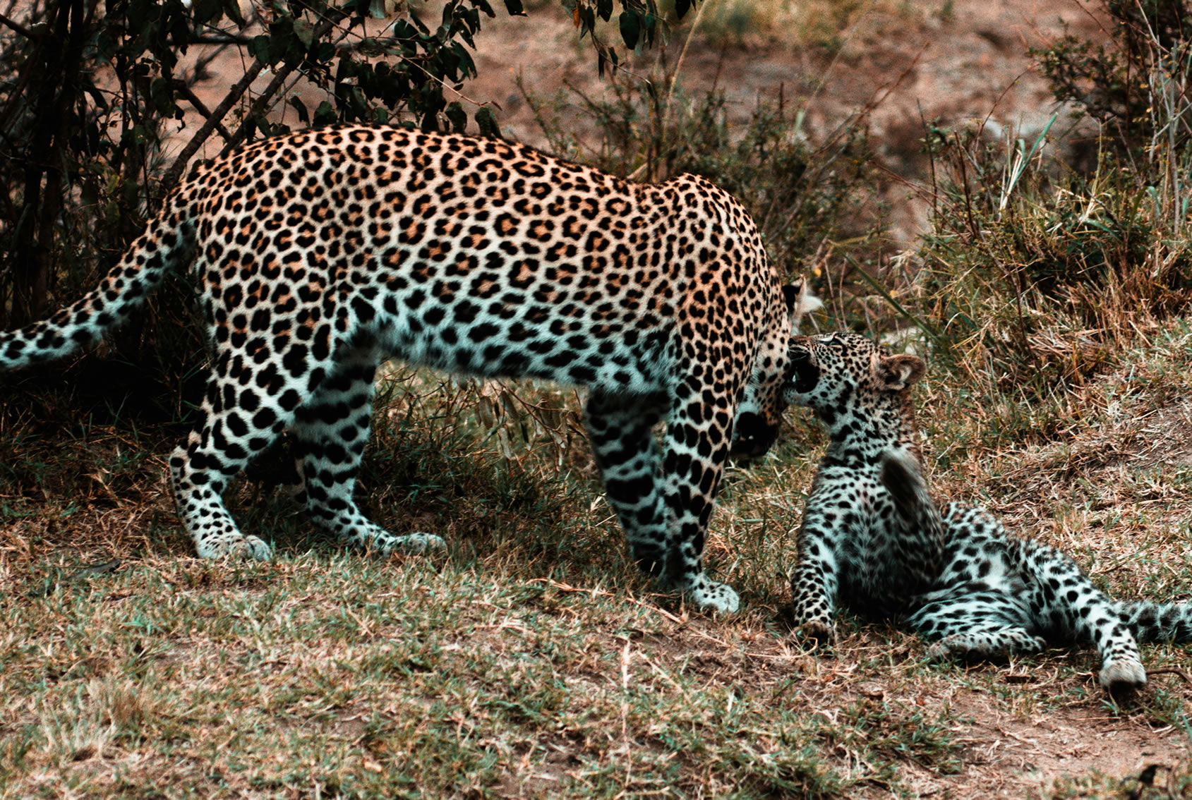 Read more about the article 14 Days from Savannah to Shore: The Ultimate Wild & Beach Honeymoon
