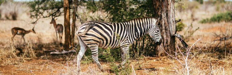 2 days Tsavo East and Taita Hills Santuary