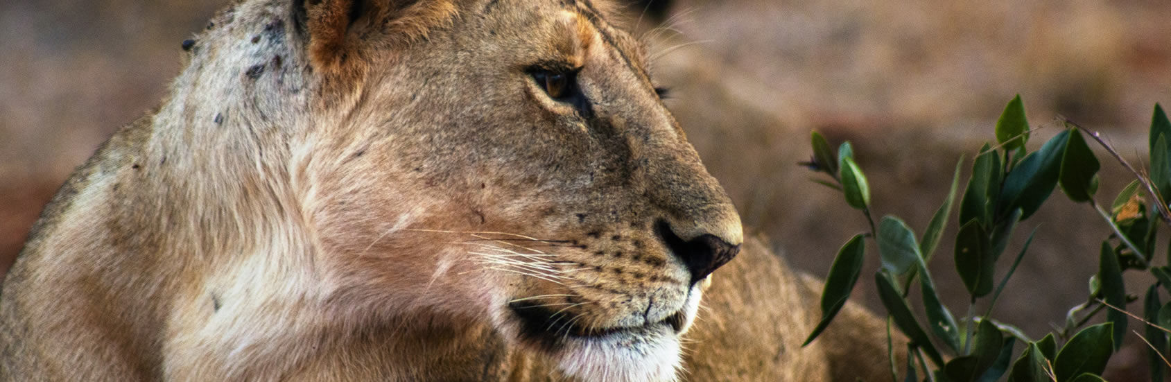 Read more about the article 3 Days Tsavo East and West and Amboseli National Park