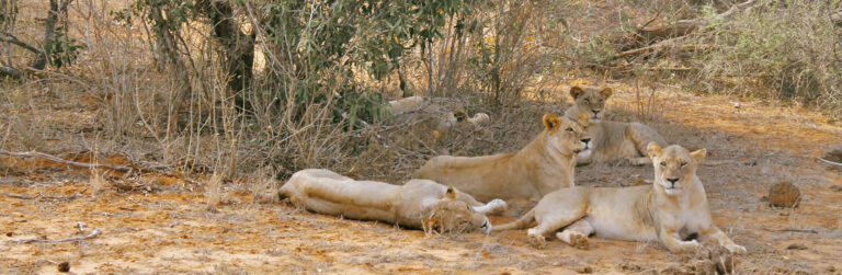 3 Days Tsavo West and Tsavo East2