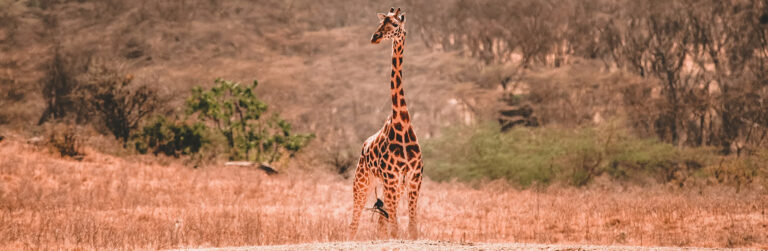 3 Days Tsavo West and Tsavo East3