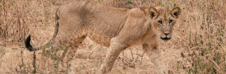 3 Days Tsavo West and Tsavo East6]