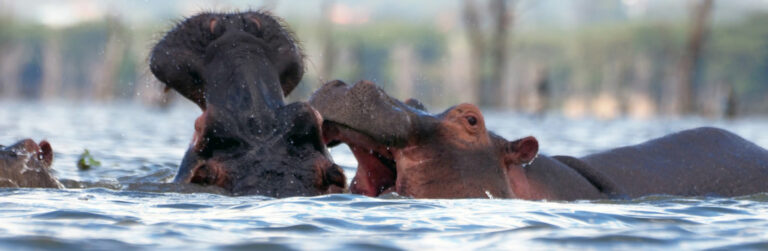 3 days Lake Nakuru National Park