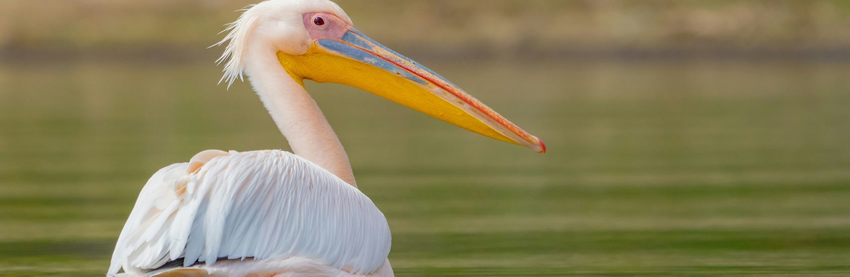 Read more about the article 3 days lake Nakuru/Lake Naivasha