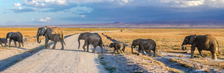 4 Days Tsavo East and West, Amboseli National Park_1
