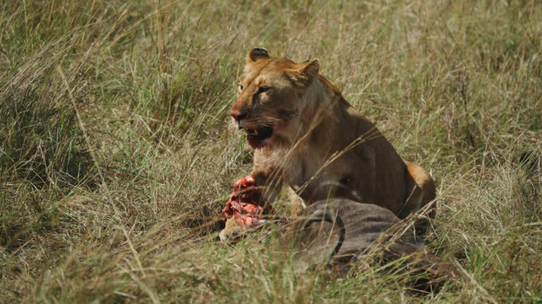 5-Day Kenya Safari – Lakes & Savannah Adventure