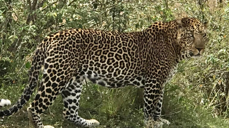 5 Days Masai Mara Luxury Safari – Where Wilderness Meets Comfort