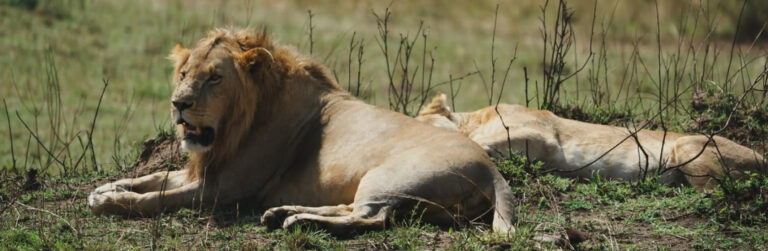 5 Days Masai Mara Luxury Safari – Where Wilderness Meets Comfort_1