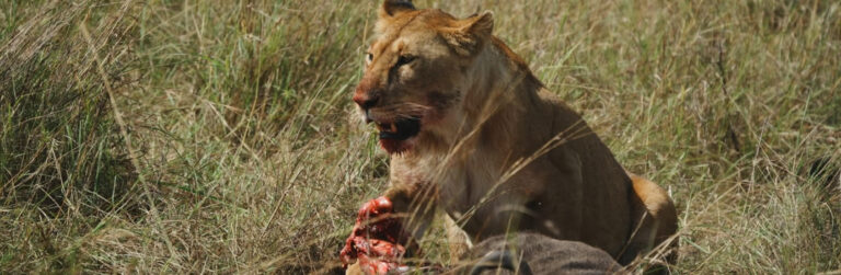 5 Days Masai Mara Luxury Safari – Where Wilderness Meets Comfort_2