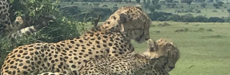 5 Days Masai Mara Luxury Safari – Where Wilderness Meets Comfort_3