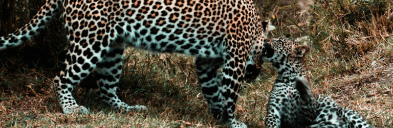 5 Days Mombasa fly to Nairobi drive to Mara and Lake Nakuru