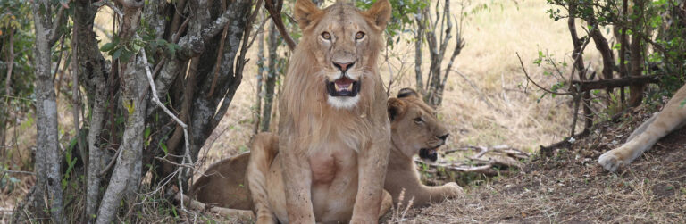 6 nights 7 dyas safari