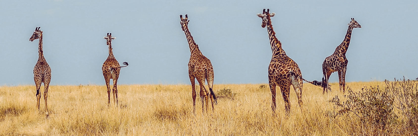 Read more about the article A 14-Day Romantic Kenya Honeymoon