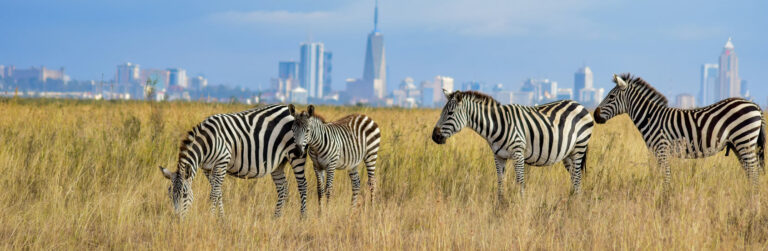 Full-Day Game Viewing In Nairobi National Park