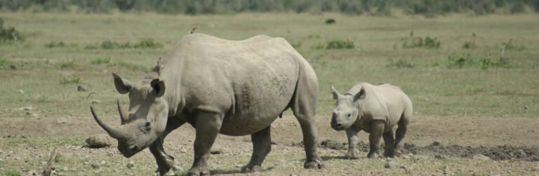 Ol Pejeta Conservancy2