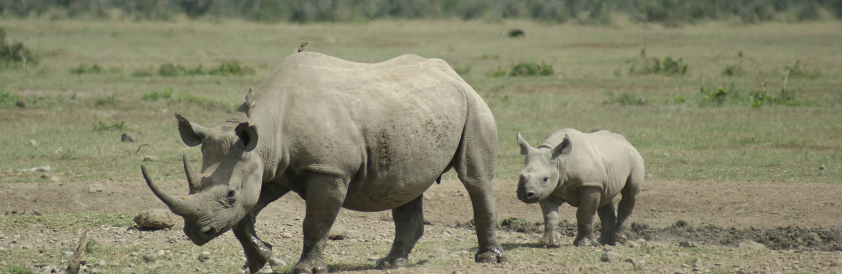 Read more about the article Olpajeta National Reserve