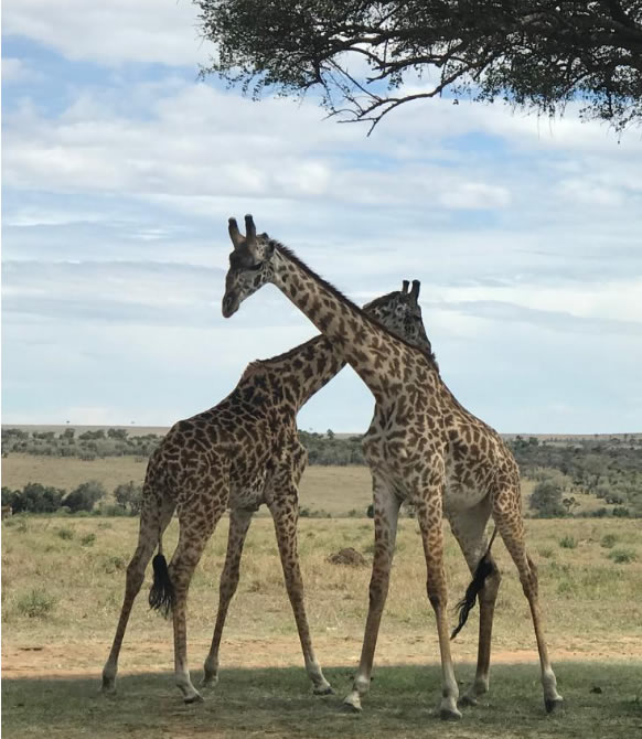 about landmark safaris