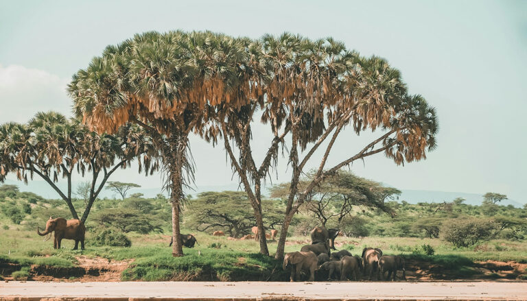 samburu national park
